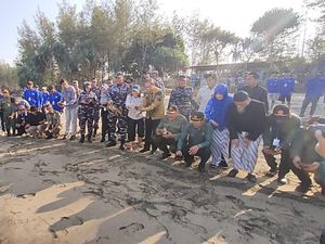 Jaga Kelestarian, TNI AL Tanam Mangrove-Lepas Tukik di Pantai Malang Selatan Jaga Kelestarian, TNI AL Tanam Mangrove-Lepas Tukik di Pantai Malang Selatan