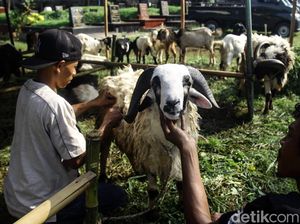Apa Saja Syarat Kambing untuk Kurban? Ini Penjelasannya Apa Saja Syarat Kambing untuk Kurban? Ini Penjelasannya