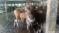 Hewan Kurban Bakal Jadi Tunggangan ke Surga, Benarkah?