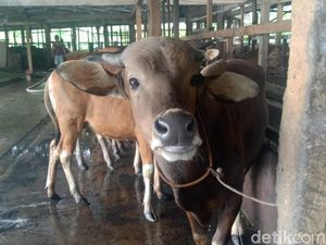 H-3 Idul Adha, Masjid Agung Palembang Baru Terima 3 Sapi Kurban