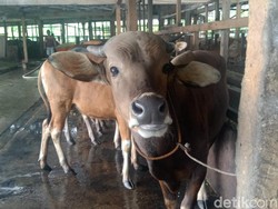 H-3 Idul Adha, Masjid Agung Palembang Baru Terima 3 Sapi Kurban