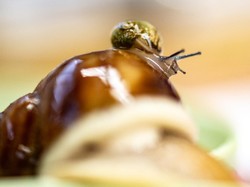 Pakar BRIN Sebut 5 Jenis Keong Ini Bisa Jadi Obat Herbal, Apa Saja?