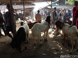 Harga Kambing di Ponorogo Turun Jelang Idul Adha, Sapi Jadi Lebih Mahal