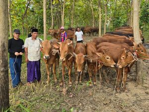 Rayakan Idul Adha, PDIP Jatim Sebar 376 Ekor Sapi ke Sejumlah Daerah Rayakan Idul Adha, PDIP Jatim Sebar 376 Ekor Sapi ke Sejumlah Daerah
