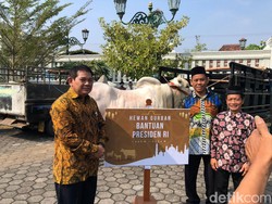 8 Sapi dari Jokowi-Pemda DIY Disalurkan ke Kabupaten-kota Hari Ini