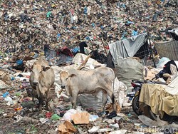 Melihat Penjualan Sapi Pemakan Sampah TPA Jatibarang Jelang Idul Adha