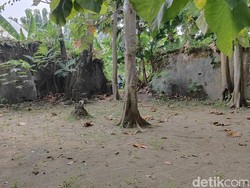 Puing Tembok Tua di Tengah Sawah Bantul Ternyata Eks Pesanggrahan Sultan HB II
