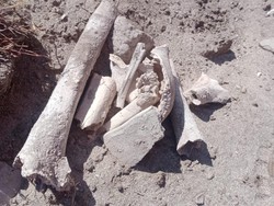 Heboh Tulang Belulang di Dompu, Polisi Sebut Kerangka Manusia Zaman Dulu