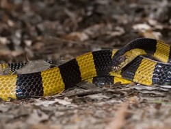 Ular Welang Nyaris Terinjak di Klaten, Bisanya Lebih Ganas dari Kobra