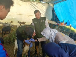Dispertan Lubuklinggau Intensifkan Pemeriksaan Hewan Kurban