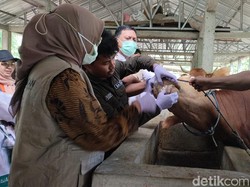 Pemkot Parepare Periksa 1.671 Hewan Kurban, 8 Sapi Ditemukan Tak Layak