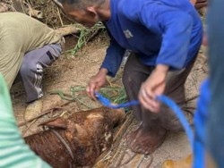 Momen Evakuasi Sapi Kurban Tercebur Sumur Sedalam 6 Meter di Pacitan