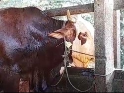 Jenggot, Sapi Simental 900 Kg dari Presiden Jokowi untuk Kurban di Jambi