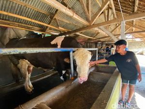 Pancasona, Sapi Bongsor Milik Jokowi yang Bakal Dikurbankan