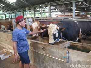 Panen Cuan Peternak di Sukolilo Pati, 100 Sapi Terjual Jelang Idul Adha