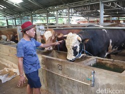 Panen Cuan Peternak di Sukolilo Pati, 100 Sapi Terjual Jelang Idul Adha