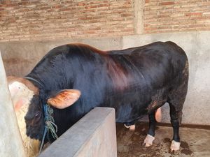 Jokowi Borong Sapi Simental dari Peternak di Karanganyar Jokowi Borong Sapi Simental dari Peternak di Karanganyar