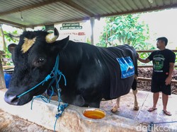 Werkudara dan Antasena, 2 Sapi Kurban yang Dibeli SBY di Ponorogo