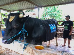 Perawakan Sapi Kurban Werkudara-Antasena Milik SBY, Beratnya Capai 1 Ton Perawakan Sapi Kurban Werkudara-Antasena Milik SBY, Beratnya Capai 1 Ton