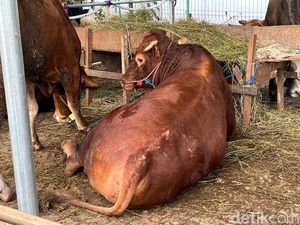 Melihat Sapi Kurban Gibran yang Berbobot 1,2 Ton Melihat Sapi Kurban Gibran yang Berbobot 1,2 Ton