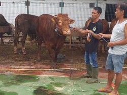 Gibran Sumbang Sapi Kurban Jenis Limosin Bobot 600 Kg ke Masjid Al-Azhar
