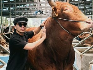 Artis-artis Kurban Sapi Jumbo yang Beratnya Lebih dari 1 Ton