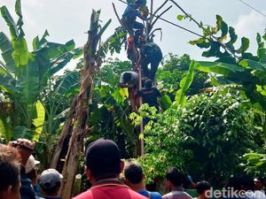 Warga Karangdowo Klaten Tewas Tersetrum Saat Pangkas Pohon