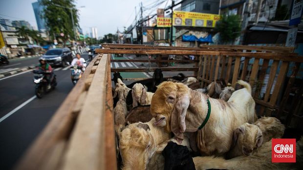 Sehari menjelang Hari Raya Idul Adha, kawasan Pasar Kambing Tanah Abang sibuk dengan aktivitas jual beli. Pemerintah Kota Jakarta Pusat memastikan hewan kurban di 71 lokasi penjualan atau penampungan terbebas dari penyakit berbahaya dengan total hewan yang diperjualbelikan mencapai 3.342 ekor. Indonesia/Adi Maulana Ibrahim