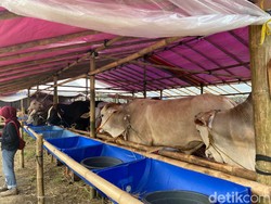 Daftar Harga Hewan Kurban 2025 Lengkap Kambing-Sapi Versi Baznas
