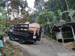 Perjuangan Angkut Sapi Jumbo Jokowi, Mobil Overheat 2 Kali hingga Ban Kempes