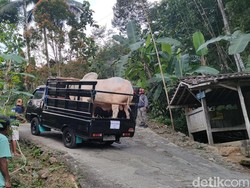 Perjuangan Angkut Sapi Jumbo Jokowi, Mobil Overheat 2 Kali hingga Ban Kempes