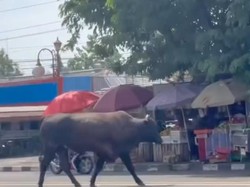 Sapi Kurban Lepas di Jalanan Palembang Bikin Pengendara Kocar-kacir