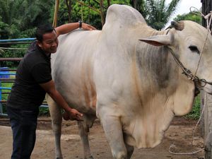 Potret Sapi Kurban Presiden Jokowi di Binjai, Harganya Rp 90 Juta Potret Sapi Kurban Presiden Jokowi di Binjai, Harganya Rp 90 Juta