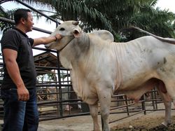 Daging Kurban Apakah Boleh Diberikan untuk Panitia Sebagai Upah?
