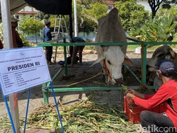 Presiden Jokowi Kurban Sapi 1 Ton di Masjid Al Akbar Surabaya