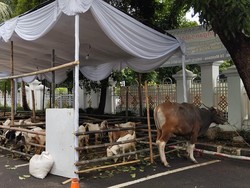 Masjid Sunda Kelapa Sembelih 10 Sapi-27 Kambing Besok, Ada dari Maruf Amin
