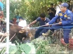 Sapi Kurban di Gresik Ngamuk, Lepas dari Ikatan Lalu Loncat ke Parit Sapi Kurban di Gresik Ngamuk, Lepas dari Ikatan Lalu Loncat ke Parit