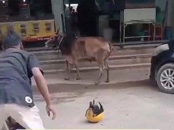 Sapi Kurban di Batam Kabur ke Warung Kopi, 3 Orang Diseruduk