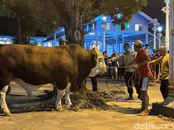 Potret Tebo, Sapi Jumbo Kurban Jokowi di Masjid Agung Solo