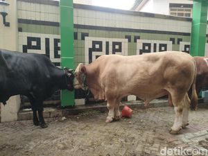 Presiden Jokowi Kurban Sapi Limosin Berbobot 1 Ton di PP Muhammadiyah