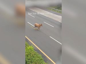 Heboh Sapi Kurban Lepas di Tol Jagorawi, Bikin Macet Heboh Sapi Kurban Lepas di Tol Jagorawi, Bikin Macet