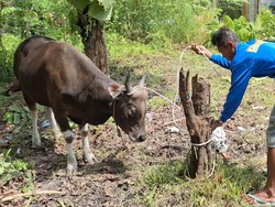 Kisah Buruh Bangunan di Pekanbaru, Ikut Kurban Perdana Modal Rp 55 Ribu
