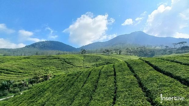 Bobocabin Pangalengan