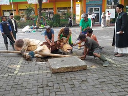 Bupati Klaten Saksikan Penyembelihan Hewan Kurban, Ini Pesannya