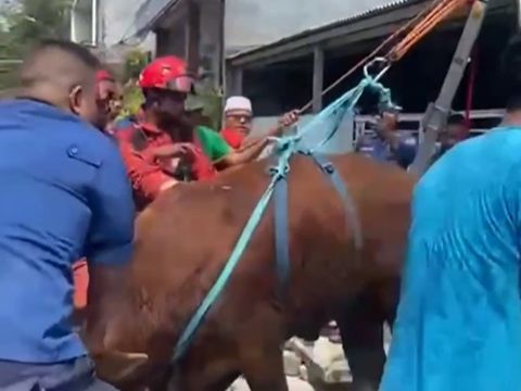 Damkar Evakuasi Sapi Kurban yang Terperosok di Tanjung Priok Pakai Katrol. (Foto: Dok. Instagram Damkar Tanjung Priok)