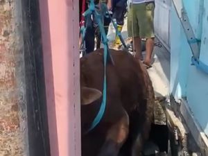 Sapi Kurban di Priok Terperosok ke Got, Dievakuasi Pakai Katrol Sapi Kurban di Priok Terperosok ke Got, Dievakuasi Pakai Katrol
