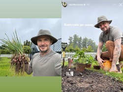 Momen Seru David Beckham Saat Panen Bawang dan Beternak Ayam