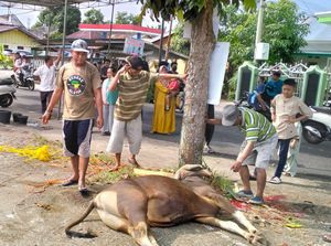 Dispertan Lubuklinggau Klaim Tak Ada Temuan Hewan Kurban Berbahaya