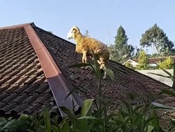 Domba di Cianjur Kabur ke Atas Genting Saat Hendak Disembelih