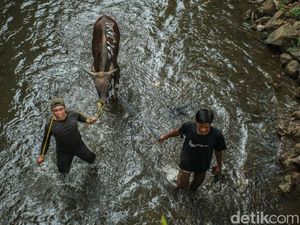 Kabur Saat Hendak Disembelih, Sapi Kurban di Bogor Dievakuasi Damkar